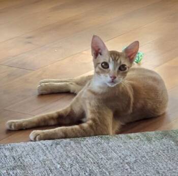 Amber -  Domestic Short Hair Cat for Adoption in Honolulu, Hawaii - Amber | PetCurious