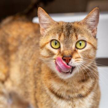 Serena -  Domestic Short Hair Cat for Adoption in Hattiesburg, Mississippi - Serena | PetCurious