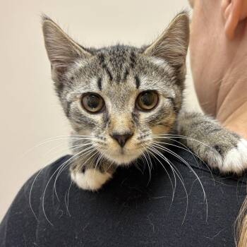 Poppy -  Domestic Short Hair Cat for Adoption in Sonora, California - Poppy | PetCurious
