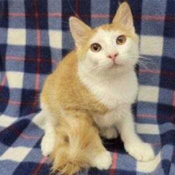 Ron -  Domestic Short Hair Cat for Adoption in Green Valley, Arizona - Ron | PetCurious