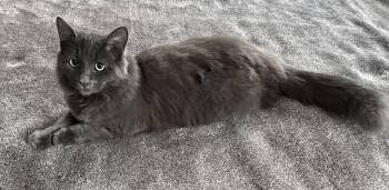 Domestic Medium Hair Cats Available for Adoption - Cole | PetCurious