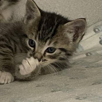 Leaf -  Domestic Short Hair Cat for Adoption in Priest River, Idaho - Leaf | PetCurious