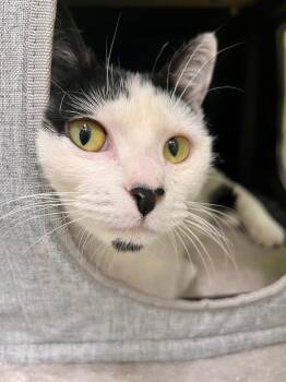Rescue Domestic Short Hair Cats for Adoption in Lancaster, Pennsylvania - Sunny | PetCurious