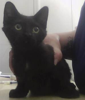 Primrose -  Domestic Short Hair Cat for Adoption in Dayton, Minnesota - Primrose | PetCurious