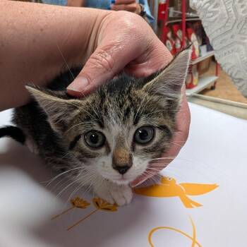 Dash -  Domestic Short Hair Cat for Adoption in Fayetteville, Arkansas - Dash | PetCurious