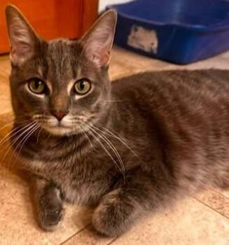 Percy26 -  Domestic Short Hair Cat for Adoption in Milwaukee, Wisconsin - Percy26 | PetCurious