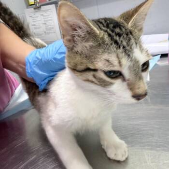 Shawn -  Domestic Short Hair Cat for Adoption in Summerville, South Carolina - Shawn | PetCurious