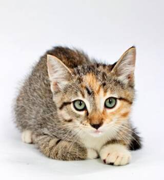 Fruitie -  Domestic Short Hair Cat for Adoption in Morton Grove, Illinois - Fruitie | PetCurious