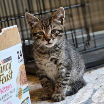 Domestic Short Hair and Tabby Cats Available for Adoption in Mastic, New York - Wasabi | PetCurious