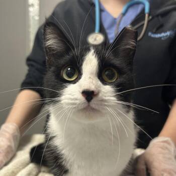 Daisy -  Domestic Short Hair Cat for Adoption in New Castle, Delaware - Daisy | PetCurious