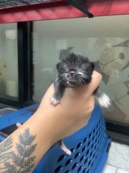 Rescue Domestic Short Hair Cats for Adoption in Fort Worth, Texas - Kitten 3 | PetCurious