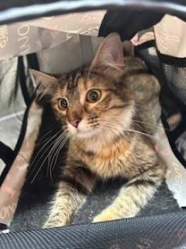 RAY -  Domestic Medium Hair Cat for Adoption in Louisville, Kentucky - RAY | PetCurious