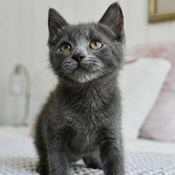 Sherman -  Domestic Short Hair Cat for Adoption in Lutz, Florida - Sherman | PetCurious