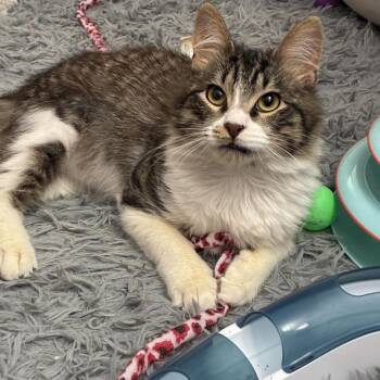 Domestic Medium Hair Cats Available for Adoption - Cheezy | PetCurious