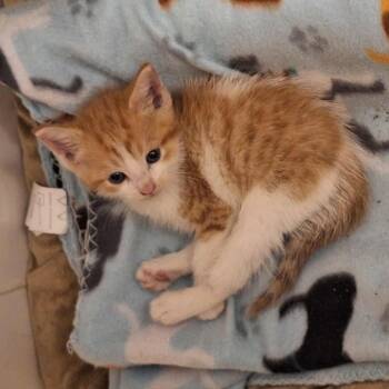 Rescue Domestic Short Hair Cats for Adoption in Huntington, West Virginia - Carmy- OKC | PetCurious