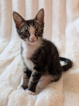 Barley -  Domestic Short Hair Cat for Adoption in Davis, California - Barley | PetCurious