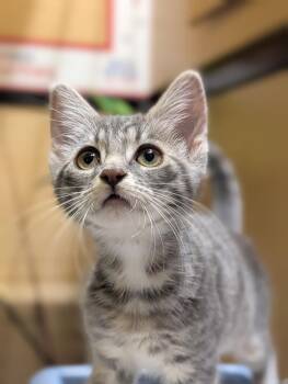 Flip Flop -  Tabby and Domestic Short Hair Cat for Adoption in Fremont, California - Flip Flop | PetCurious