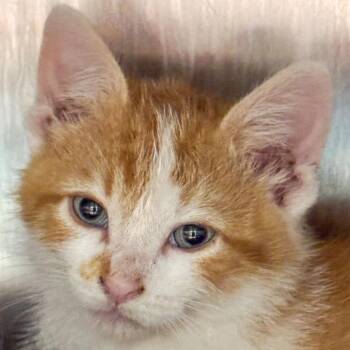 Fox -  Domestic Short Hair Cat for Adoption in Kennebunk, Maine - Fox | PetCurious