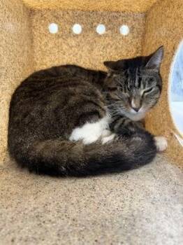 Oliver -  Domestic Short Hair Cat for Adoption in Lafayette, Indiana - Oliver | PetCurious