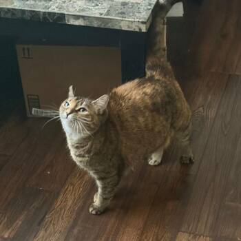 BB -  Domestic Short Hair Cat for Adoption in South Riding, Virginia - BB | PetCurious