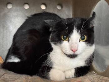 Domestic Short Hair Cats Available for Adoption in Powell, Ohio - Lagoona Blue | PetCurious