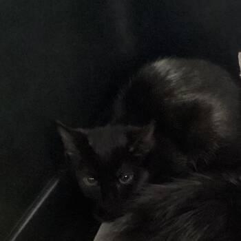Julie -  Domestic Short Hair Cat for Adoption in Montgomery, Alabama - Julie | PetCurious
