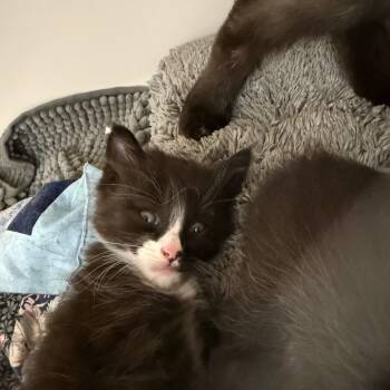 Moby -  Domestic Short Hair Cat for Adoption in Durango, Colorado - Moby | PetCurious