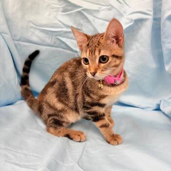Josie 26-06-008 -  Domestic Short Hair Cat for Adoption in Bastrop, Texas - Josie 26-06-008 | PetCurious