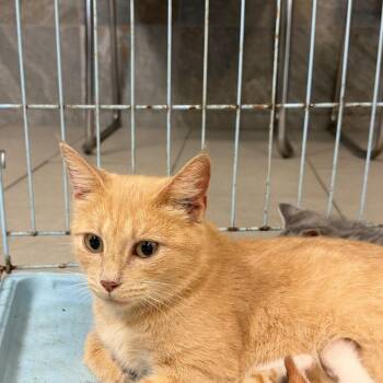 Hyena -  Domestic Short Hair Cat for Adoption in Newark, New Jersey - Hyena | PetCurious