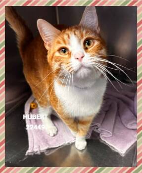 HUBERT -  Domestic Short Hair Cat for Adoption in Marietta, Georgia - HUBERT | PetCurious