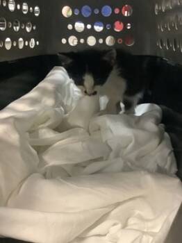 Rescue Domestic Short Hair Cats for Adoption in Fort Worth, Texas - Oats | PetCurious