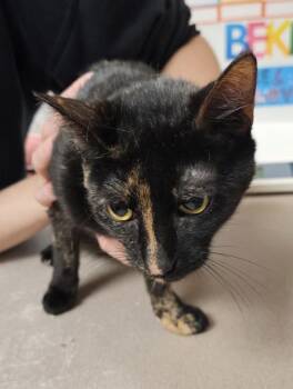 Domestic Short Hair Cats Available for Adoption in Salisbury, Maryland - Seahorse | PetCurious