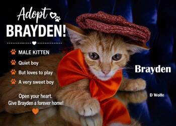 Brayden -  Tabby Cat for Adoption in York, Nebraska - Brayden | PetCurious