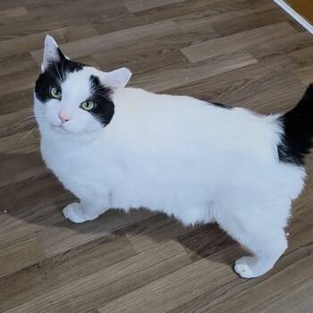 Rescue Domestic Short Hair Cats for Adoption in Brimfield, Massachusetts - Scribbles | PetCurious