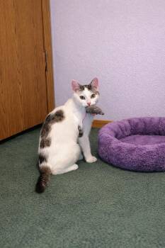Domestic Short Hair Cats Available for Adoption - Pepper | PetCurious