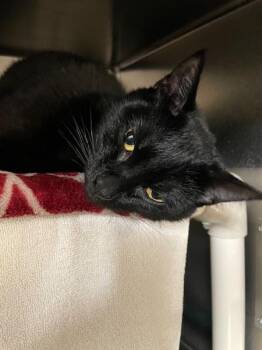 Domestic Short Hair Cats Available for Adoption - Bettina | PetCurious