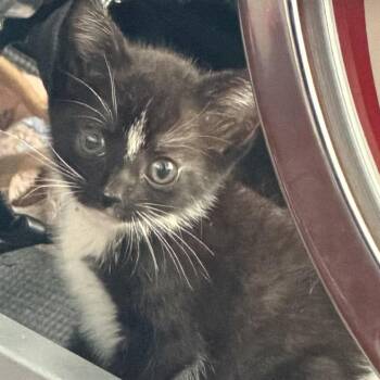 Bubbles -  Domestic Short Hair Cat for Adoption in Jacksonville, Florida - Bubbles | PetCurious