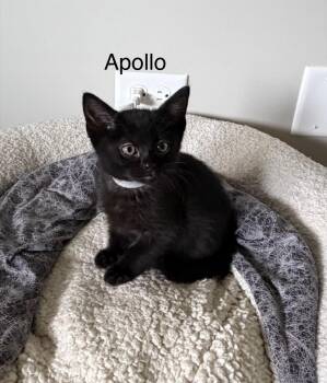 Apollo -  Domestic Short Hair Cat Available for Adoption in Kenosha, Wisconsin - Apollo | PetCurious
