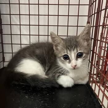 Miles Morales -  Domestic Short Hair Cat for Adoption in Edinburg, Texas - Miles Morales | PetCurious