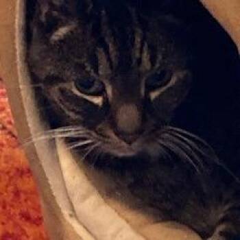 Coconut -  Domestic Short Hair Cat for Adoption in Wakefield, Massachusetts - Coconut | PetCurious