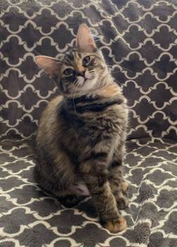 Sissy -  Domestic Medium Hair Cat for Adoption in Tracy, California - Sissy | PetCurious