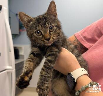 Starling -  Domestic Short Hair Cat for Adoption in Washington, District Of Columbia - Starling | PetCurious