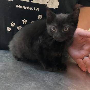 Poe -  Domestic Short Hair Cat for Adoption in Monroe, Louisiana - Poe | PetCurious