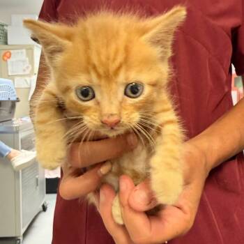 Elwood -  Domestic Short Hair Cat for Adoption in Trenton, New Jersey - Elwood | PetCurious