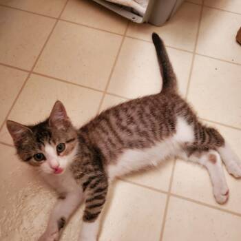 Rescue Domestic Short Hair Cats for Adoption in Fairfax Station, Virginia - Elsa | PetCurious