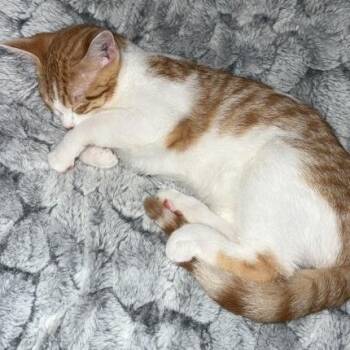American Shorthair Cats Available for Adoption - Ariel C10739 | PetCurious