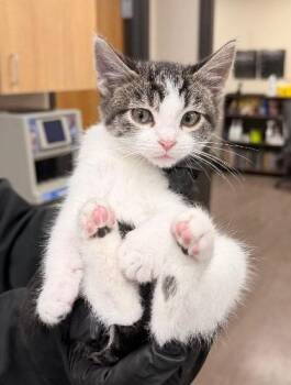 Bandit -  Domestic Short Hair Cat for Adoption in Gillette, Wyoming - Bandit | PetCurious