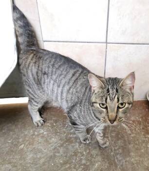 Domestic Short Hair Cats Available for Adoption - Bruce | PetCurious