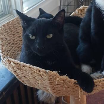 Domestic Short Hair Cats Available for Adoption in New York, New York - Nike B. - Funny And Playful | PetCurious