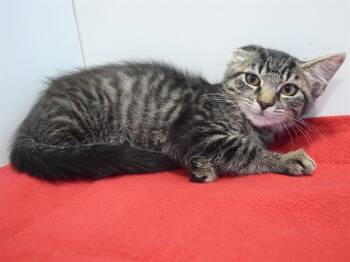 POCAHONTAS -  Domestic Short Hair Cat for Adoption in Sacramento, California - POCAHONTAS | PetCurious